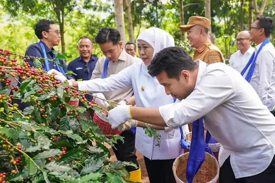 Panen raya kopi Ijen di Bondowoso Panen raya kopi Ijen di Bondowoso