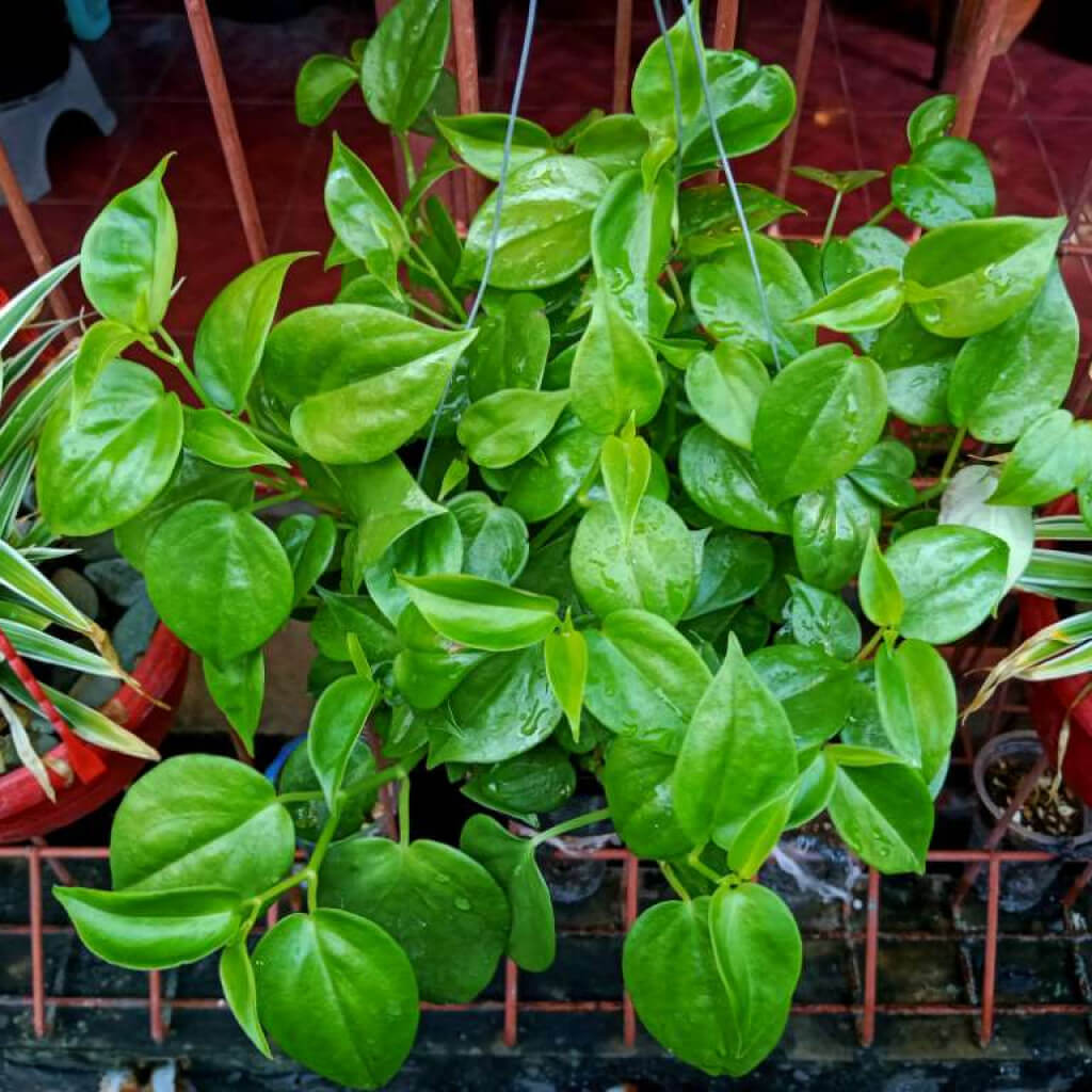 Sirih gading hijau (tanaman+pot)
