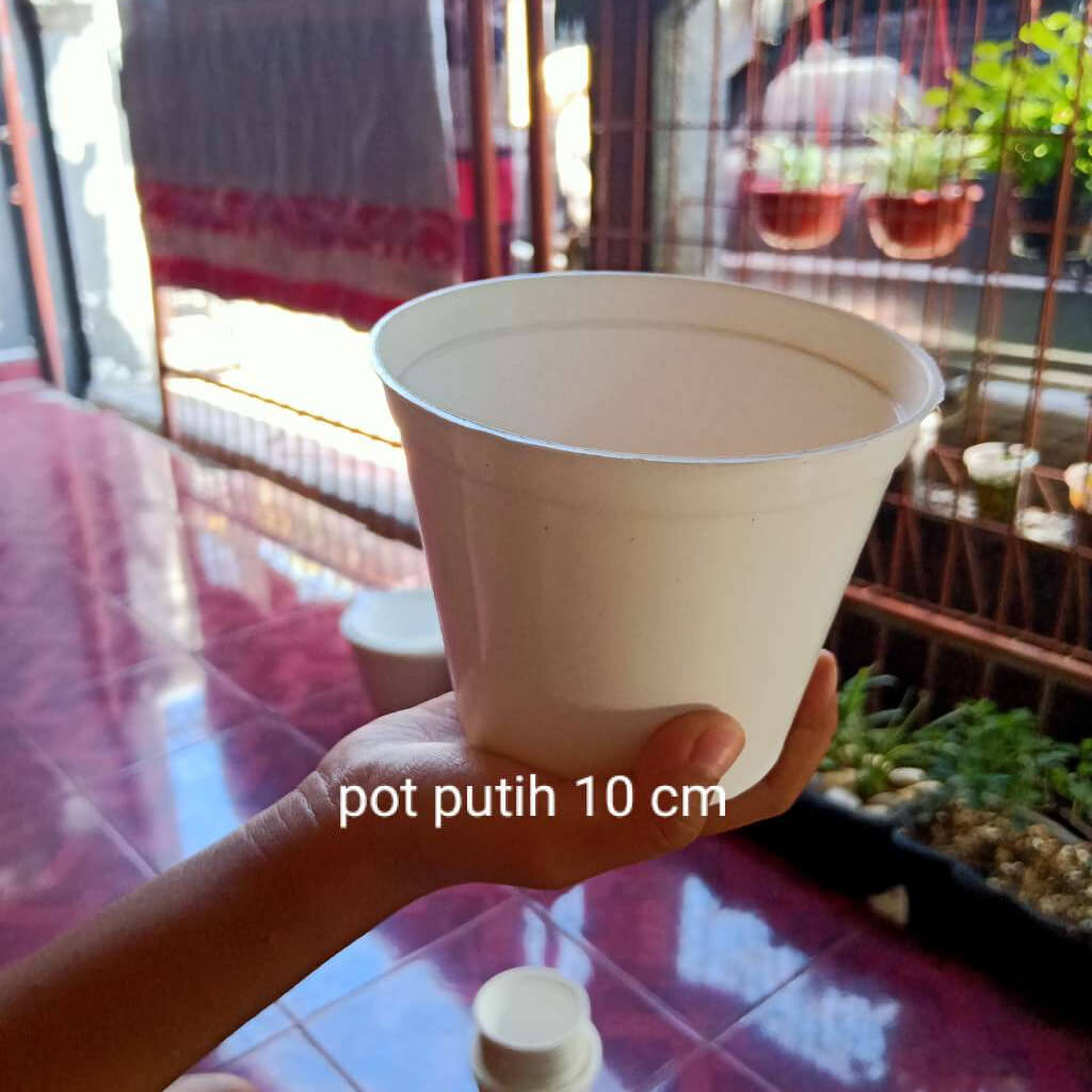 Pot putih ukuran 10 cm